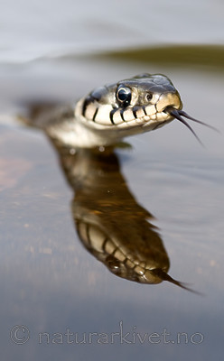 BB 09 0163 / Natrix natrix / Buorm